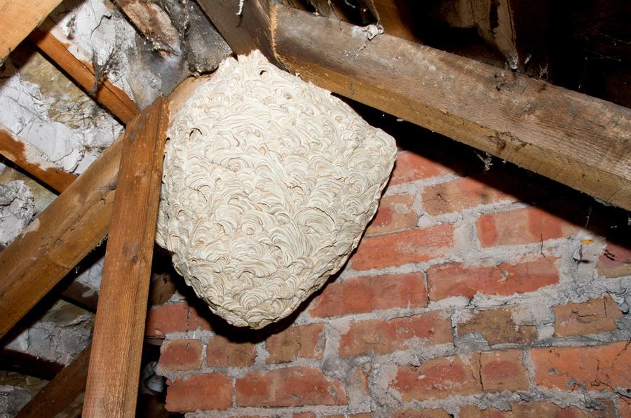 Wasp Nest Removal: Safely Dealing with Nature’s Buzzing Architects